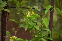 Tristellateia australasiae